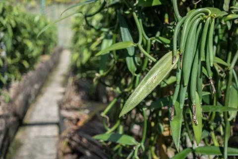 Vanilla Bean Farm Stock Photos