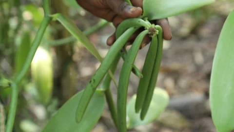 Vanilla beans growing on vine in Uganda, Africa Stock Footage 168032023