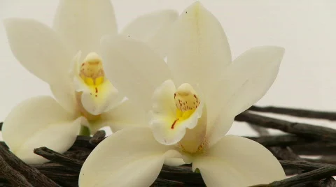 Vanilla closeup Stock-Footage 619820