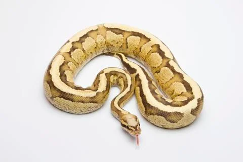 Vanilla cream ball python or royal python (python regius), male 写真素材