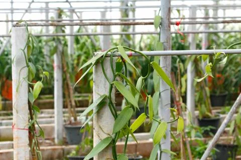 Vanilla cultivation Stock Photos