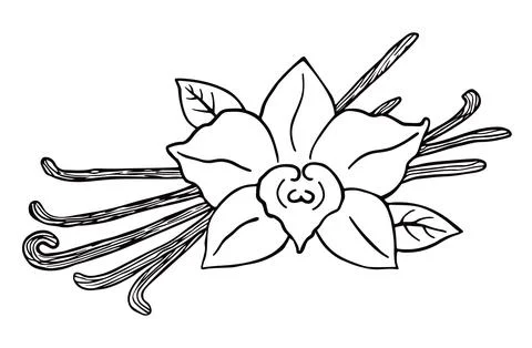 Vanilla in doodle style. Simple vector sketch illustration Illustration