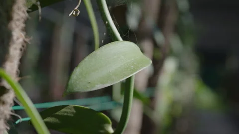 Vanilla Farm 44 Stock Footage 323301126