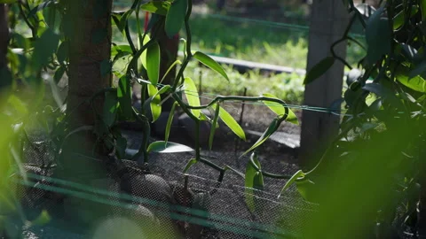 Vanilla Farm 47 Stock Footage 323302710