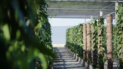 Vanilla Farm 50-3 Stock Footage 323304554