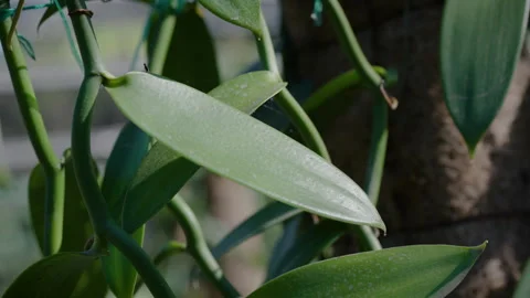 Vanilla Farm 51 Stock Footage 323303348