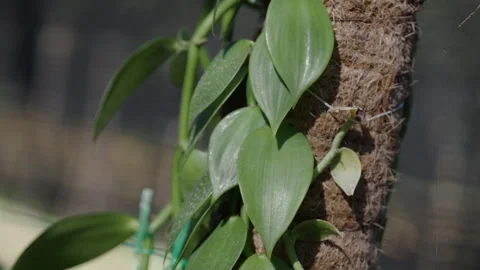 Vanilla Farm 56 Stock Footage 323304319