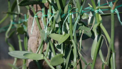 Vanilla Farm 59 Stock Footage 323305023