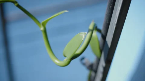Vanilla Farm 60 Stock Footage 323305143