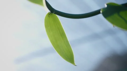 Vanilla Farm 61 Stock Footage 323305111