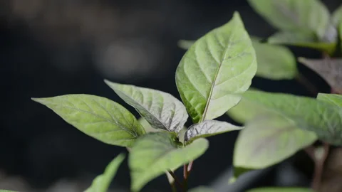 Vanilla Farm 65-2 Stock Footage 323305710