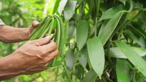 Vanilla farmer inspecting beans or pods growing on plant or tree, farm Stock Footage 310708585