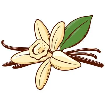 Vanilla flower and stick. Vector illustration Stock Illustration