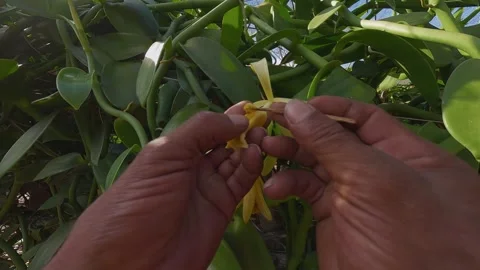Vanilla flower and vine being handled during cultivation in Vao do Moleque Stock Footage 346893426