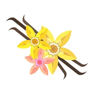 Vanilla flower flat illustration Illustration