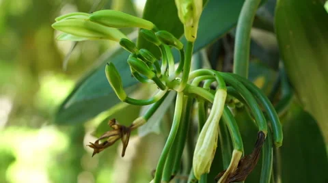 Vanilla flower Stock Footage 45549081