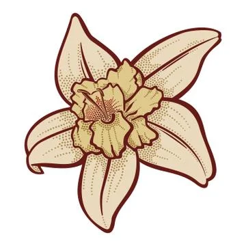 Vanilla Flower Stock Illustration