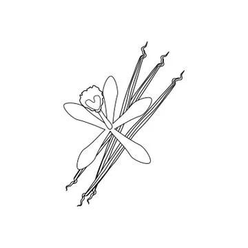 Vanilla flower illustration Stock Illustration