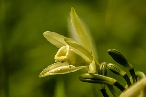 Vanilla flower Stock Photos