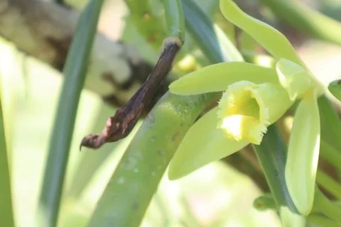 Vanilla flower Stock Photos