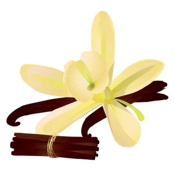 Vanilla flower with sticks. Stock Illustration