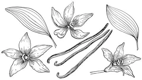 Vanilla Flower with Sticks set. Vector hand drawn illustration of orchid Flower Stock Illustration