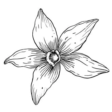 Vanilla Flower with Sticks set. Vector hand drawn illustration of orchid Flower Stock Illustration