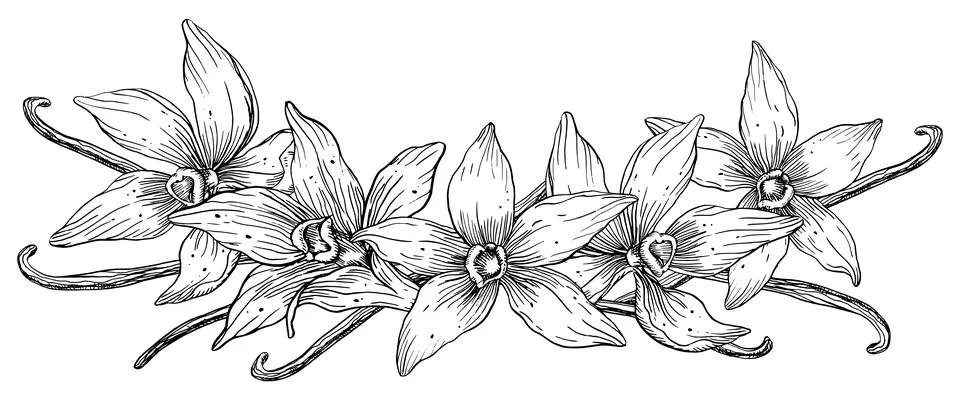 Vanilla Flower with Sticks set. Vector hand drawn illustration of orchid Flower Stock Illustration