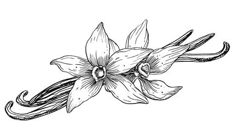 Vanilla Flower with Sticks. Vector hand drawn illustration of orchid Flower and Stock Illustration