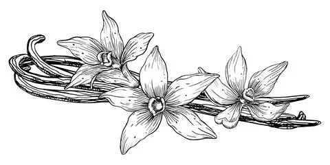 Vanilla Flower with Sticks. Vector hand drawn illustration of orchid Flower and Stock Illustration