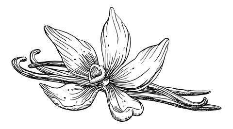 Vanilla Flower with Sticks. Vector hand drawn illustration of orchid Flower and Stock Illustration