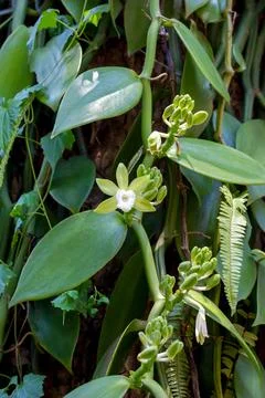 Vanilla flower on Tree Fotos de archivo