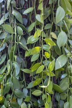 Vanilla flower on Tree Photos