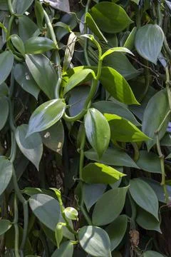 Vanilla flower on Tree Stock Photos