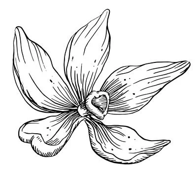 Vanilla Flower. Vector hand drawn illustration of herbal food spice on white Stock Illustration