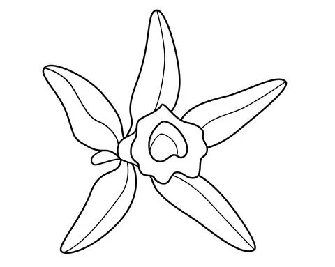 Vanilla flower - vector linear illustration for coloring book or logo. Outline. Stock Illustration