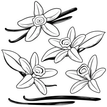 Vanilla flowers and sticks. Vector black and white illustration Stock Illustration
