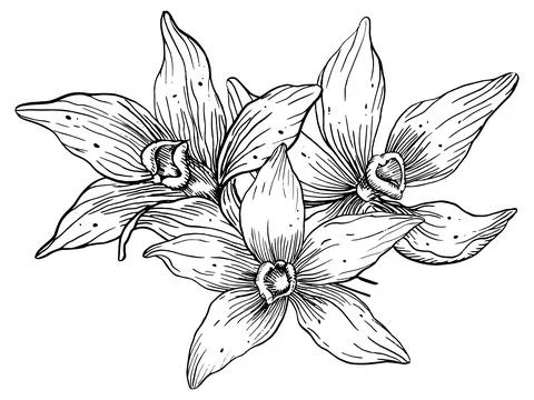 Vanilla Flowers. Hand drawn vector floral illustration of Orchids on white Illustrazione stock
