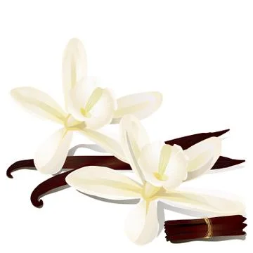 Vanilla flowers. イラスト素材