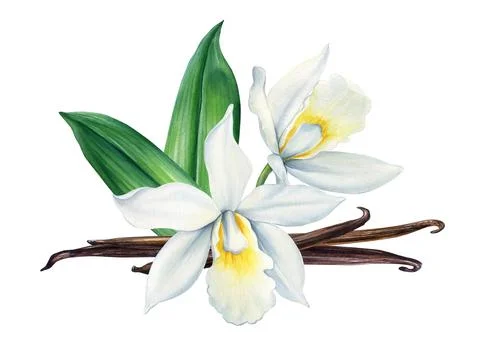 Vanilla flowers on isolated white background, watercolor botanical illustration Stock Illustration