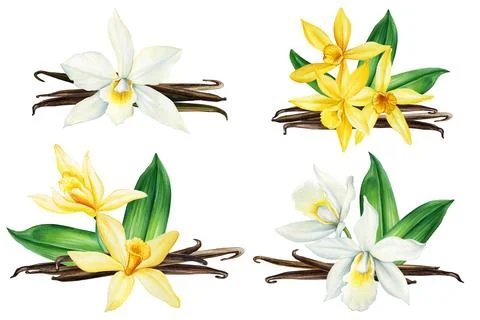 Vanilla flowers on isolated white background, watercolor botanical illustration Stock Illustration