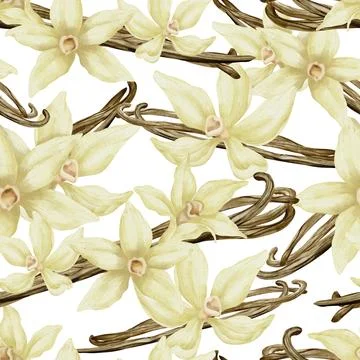 Vanilla Flowers seamless Pattern. Hand drawn floral watercolor illustration of Stock Illustration