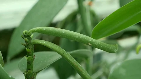 Vanilla fruit close up Stock Footage 82408550
