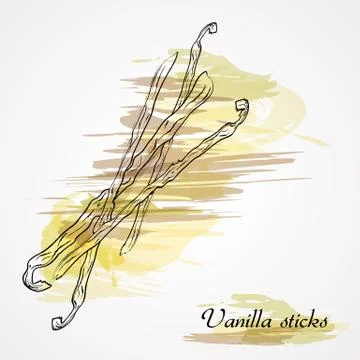 Vanilla Illustrazione stock