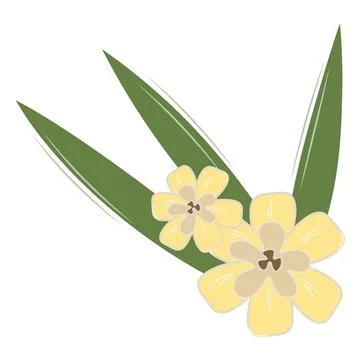 Vanilla inflorescences. Flat style vanilla flower illustration. Vanilla flowe Illustration