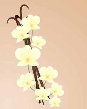 Vanilla orchid Stock Illustration