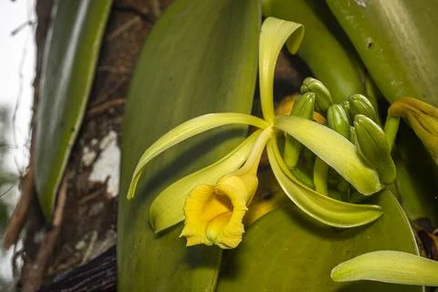 Vanilla Orchid Foto stock