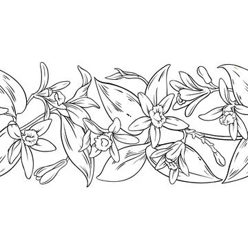Vanilla Outline Horizontal Seamless Pattern. Illustrazione stock
