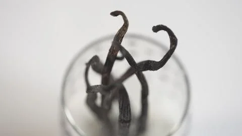 Vanilla 写真素材