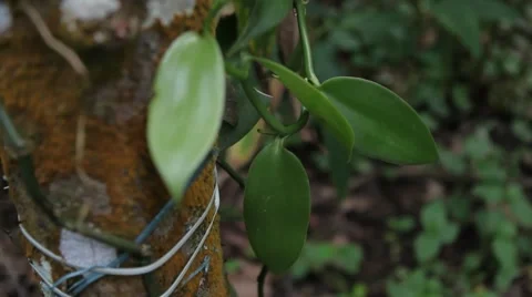 Vanilla Plainifolia Plant Stock Footage 54378546